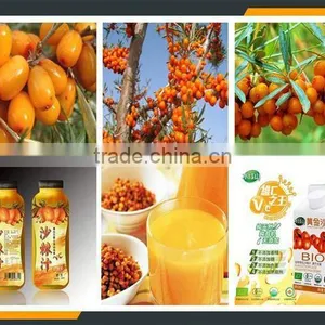Leader Hot!!!sea Buckthorn Fruit Machine for Fruit Wine thumbnail-6