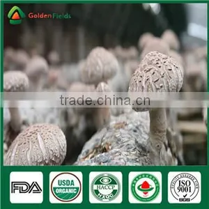 Mushrooms Product Type and Shiitake Mushroom Growing Seed Spawn Log thumbnail-1