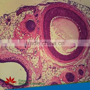25pcs Hot Sale Plant,Animal,Microbiology,Mixed Prepared Slides Set thumbnail-5