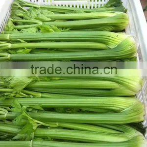Chinese Fresh Celery thumbnail-3
