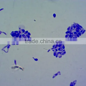 Microscope Glass Slide(Lab Equipment) Microbiology Prepared Slides thumbnail-1