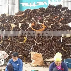 VIETNAM CASSIA / CINNAMON thumbnail-2