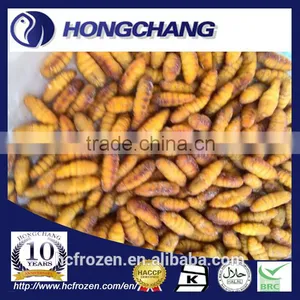 Frozen IQF Silkworm thumbnail-1