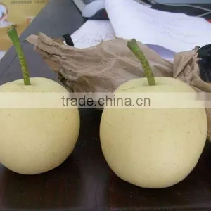 Fresh Early Su Pear Supplier thumbnail-1