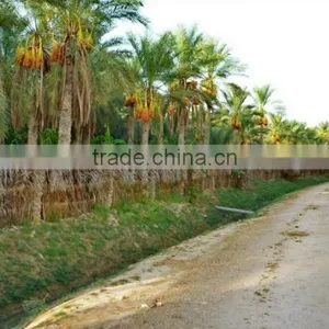 Organic Branched Dates. Deglet Noor Fresh Dates. Organic Dates. Organic Dates on The Branch 5Kg Carton thumbnail-4