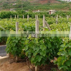 Easy Survival Putao Shu:The Grape Seedling thumbnail-2