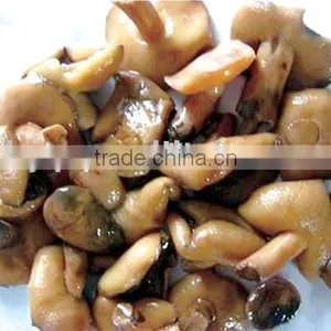 Suillus in Brine thumbnail-2