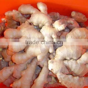 Good Quality Chinese Fresh Ginger thumbnail-1