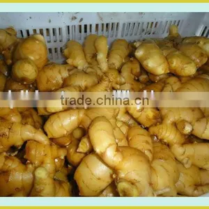 Organic Fresh Ginger thumbnail-6