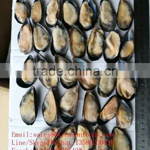 Wholesale High Quality Half Shell Mussel With Good Price thumbnail-2