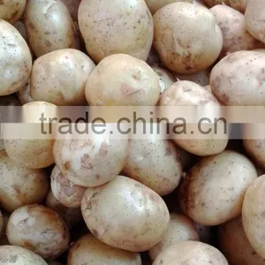 Fresh Potato From Bangladesh thumbnail-2
