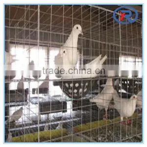 High Quality Low Carbon Bird Cage Mesh/welded Wire Mesh thumbnail-4
