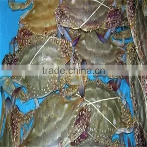 Frozen Raw All Kinds of Blue Swimming Crabs thumbnail-1