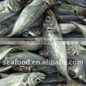 Frozen IQF Horse Mackerel thumbnail-1