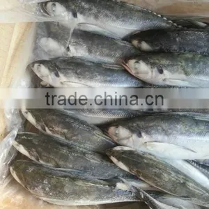 Fishing Lamp in Squid Jack Mackerel thumbnail-2