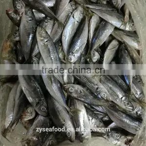 2017 Hot Sales Fish Land Frozen Good Round Scad thumbnail-1