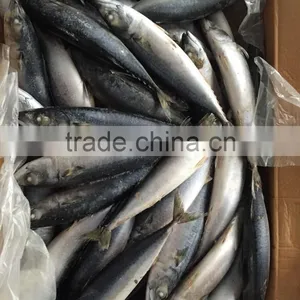 Frozen Mackerel 300-400g 2016 thumbnail-6