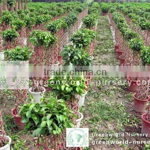 Ficus Cage Shape Farm thumbnail-1