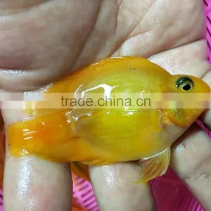 Yellow Parrot Cichlid Aquarium Fish From Thailand Exporter thumbnail-1