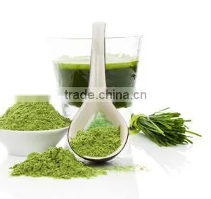 Best Quality Wheat Grass Powder For Sales And Export thumbnail-2