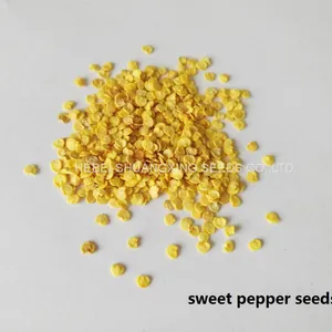 Purple Hybrid Blocky Sweet Pepper Seeds thumbnail-5