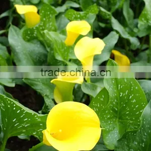 Cut Fresh Manufacture Bottom Price Calla Lily Pick thumbnail-5