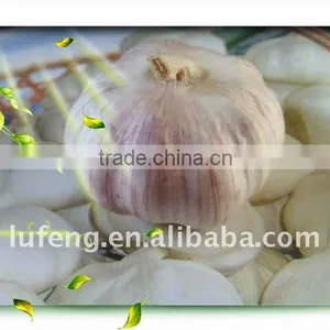 Shandong Pure White Garlic thumbnail-1