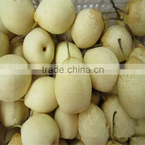 He Bei Fresh ya Pear thumbnail-1
