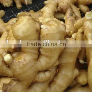 Chinese Low Price Ginger thumbnail-2