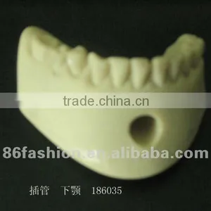 Plastic Human Teeth Model Medical Model thumbnail-1