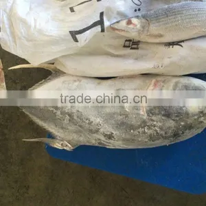 Frozen Fresh Whole Round Trevally Fish for Sale thumbnail-2