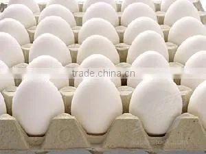 White Eggs Suppliers From India thumbnail-4