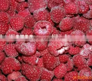 Sweet Taste High Quality China Chestnut thumbnail-5