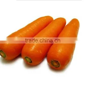 Goodquality Organic Carrot Fresh Carrot for Sale thumbnail-1