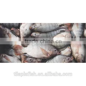Frozen Fish Tilapia Vietnam for Sale thumbnail-1