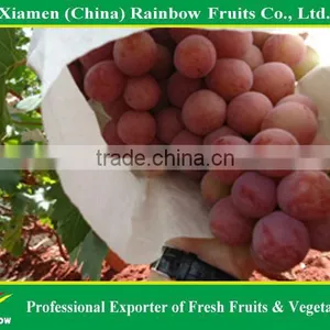 Fresh Fruits of Red Global Grape thumbnail-3