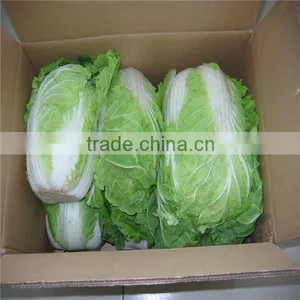 Hot Sale Chinese Big White Long Cabbage thumbnail-6