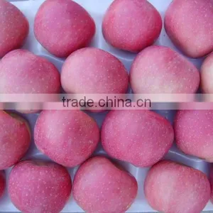 Best Quality Chinaese Fresh Fuji Apple thumbnail-1