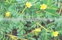 China Qingdao BNP Supplies Best Quality Tribulus Terrestris Extract Powder 70% Saponins thumbnail-1