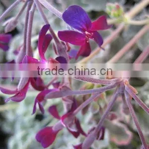Pelargonium Sidoides thumbnail-1