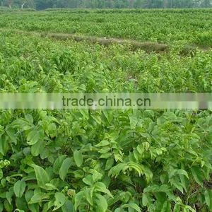 Walnut Tree Seedling thumbnail-3