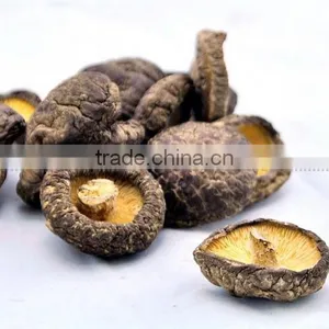 Shiitake Mushroom Cultivation Lentinus Edodes thumbnail-4