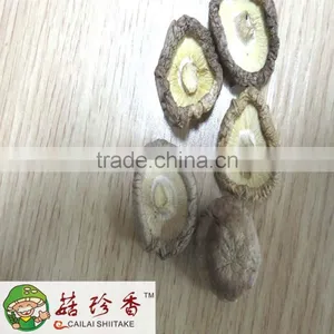 Money Mushroom, Mini Shiitake Mushroom, Cute Shiitake, Brined Shiitake thumbnail-2