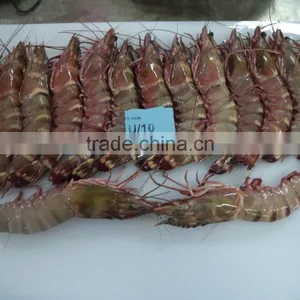 HOSO Sea Tiger Shrimps thumbnail-1