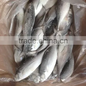 2016 High Quality Seafood Frozen Round Scad thumbnail-2