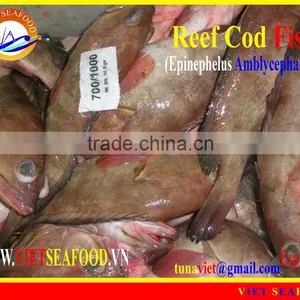 FROZEN REEF COD FISH WHOLE ROUND thumbnail-6