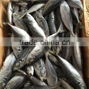 Horse Mackerel 20cm+ 2016 Seafrozen thumbnail-1