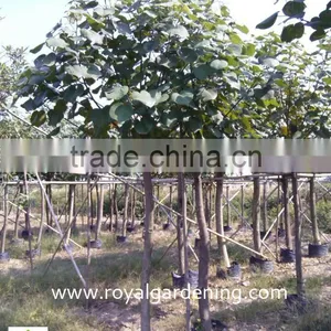 Hibiscus Tiliaceus Outdoor Landscaping Project Plants thumbnail-1