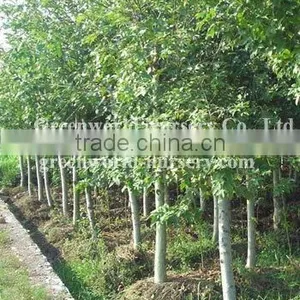 Liriodendron Tulipifera in Nursery thumbnail-1