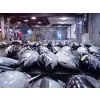 Maldives Yellow Fin Tuna thumbnail-1